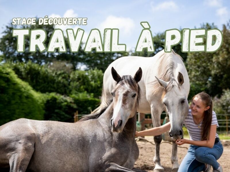 Equifeel : Stage Découverte « Travail à Pied » le 21 avril 2025